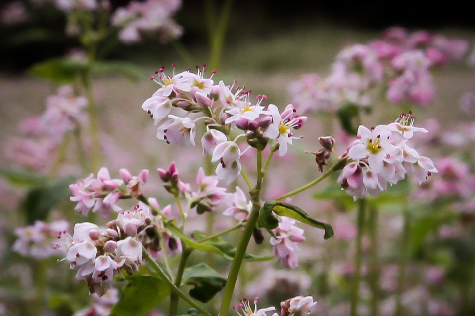 Bắt đầu từ tháng 10 cho tới tháng 12 là lúc hoa Tam Giác Mạch đua nhau khoe sắc rợp trời nơi cao nguyên đá Hà Giang. (Ảnh: Nam Thái/TTXVN)