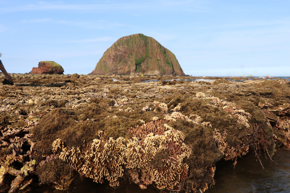 Khu vực thắng cảnh quốc gia Hòn Yến, xã An Hòa Hải (Tuy An, Phú Yên) có hệ sinh thái san hô tầng nông và rất nông trên nền đất cát và đá núi lửa rất đặc trưng. (Ảnh: Phạm Cường/TTXVN)