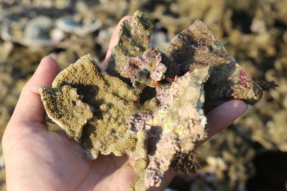 Những rạng san hô Hòn Yến rất cần được bảo vệ. (Ảnh: Phạm Cường/TTXVN)