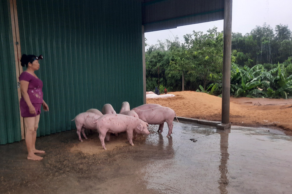 Nước sông Hiếu dâng cao gây ngập lụt, người dân xã Cam Thụy, huyện Cam Lộ phải di chuyển gia súc lên khu vực cao hơn tránh lũ. (Ảnh: Hồ Cầu/TTXVN)