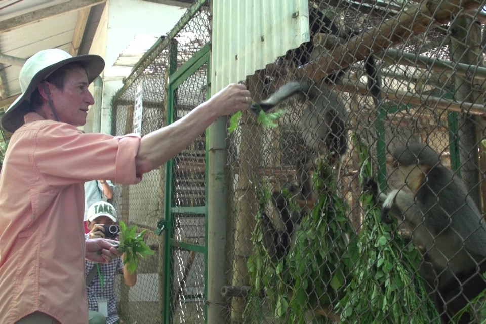 Bà Sally Jewell cho các cá thể linh trưởng ăn lá rừng. (Ảnh: Tùng Lâm/Vietnam+)