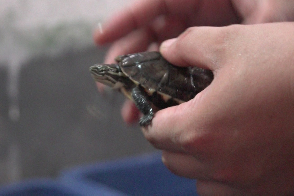 Bà Sally Jewell nâng niu cá thể rùa. (Ảnh: Tùng Lâm/Vietnam+)