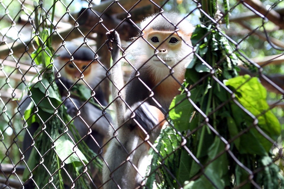 Các cá thể linh trưởng được chăm sóc tại Trung tâm cứu hộ linh trưởng nguy cấp. (Ảnh: Tùng Lâm/Vietnam+)
