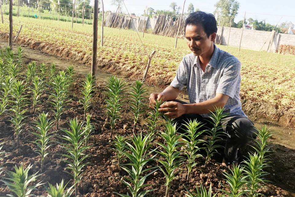 Nông dân tỉnh Quảng Bình tích cực trong các khâu chăm sóc hoa, cây cảnh để kịp phục vụ thị trường Tết. (Ảnh: Võ Dung/TTXVN)