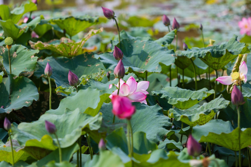 Việc cải tạo ao hồ hoang hóa phát triển mô hình trồng sen tạo ra sản phẩm nông nghiệp, tăng thu nhập cho nông dân. (Ảnh: Bích Huệ/TTXVN)