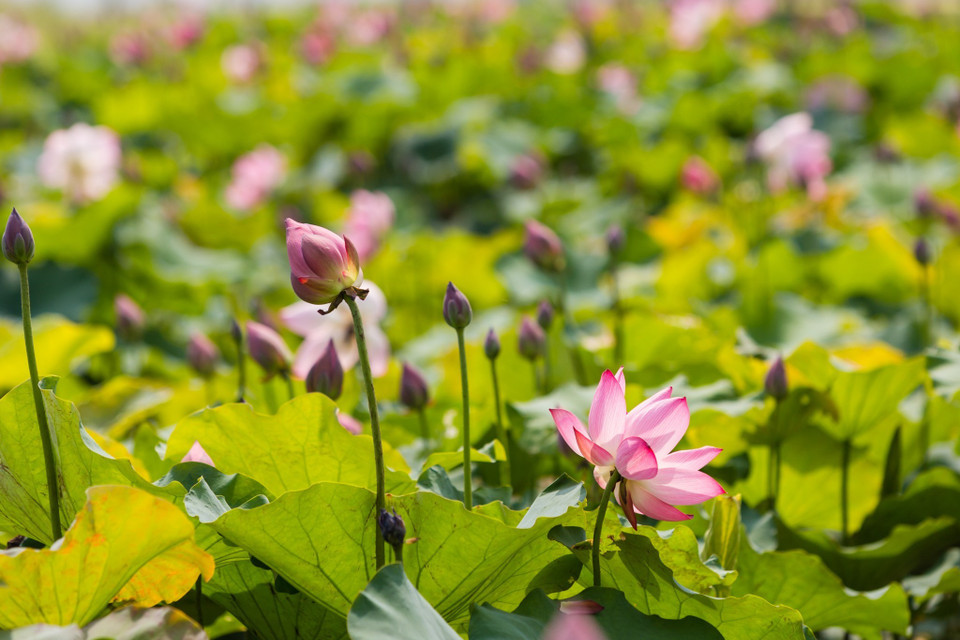 Hoa sen hội tụ các yếu tố vừa đời thường lại vừa cao quý, tựa như con người bình dị, thanh cao của Bác Hồ. (Ảnh: Bích Huệ/TTXVN)