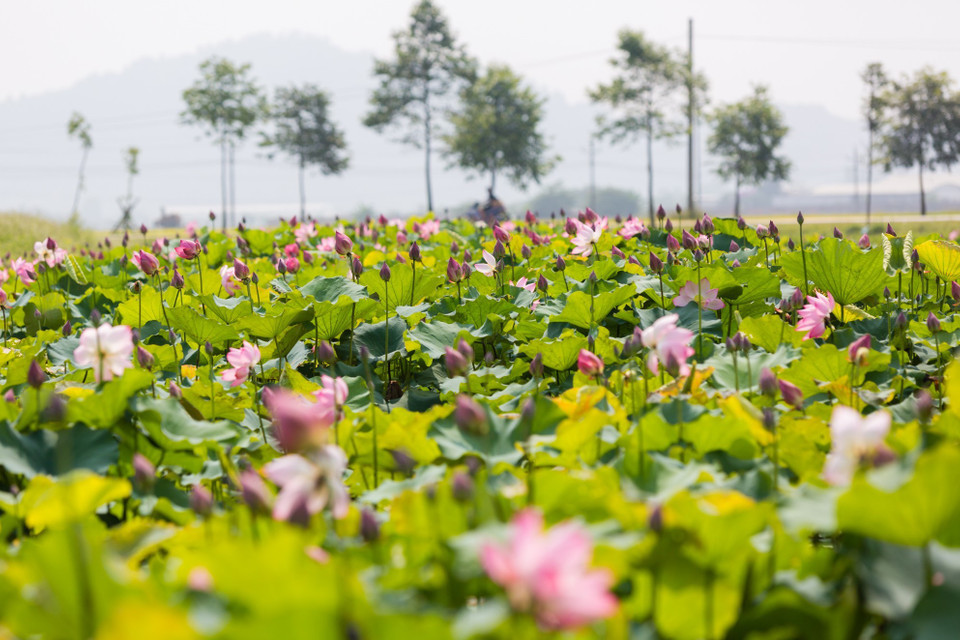Xã Kim Liên (huyện Nam Đàn) chủ trương cải tạo gần 6 hecta ao hồ hoang hóa trên địa bàn để phát triển mô hình trồng sen.(Ảnh: Bích Huệ/TTXVN)