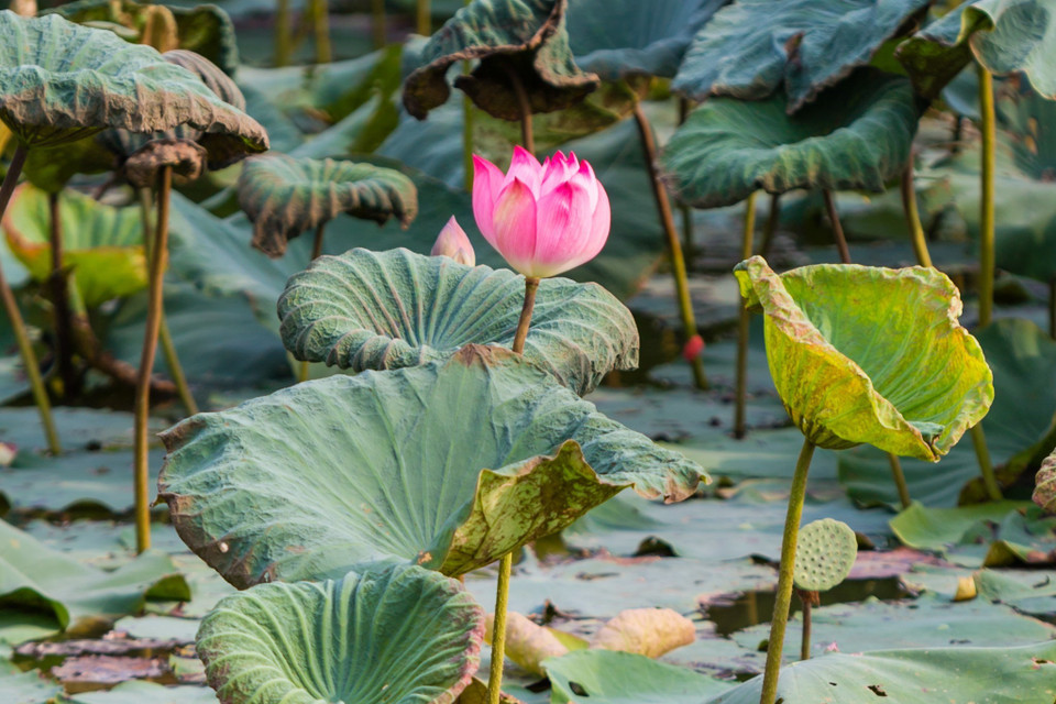 Các ao sen tạo cảnh quan xanh sạch đẹp, trở thành điểm nhấn văn hóa du lịch trên quê hương Bác. (Ảnh: Bích Huệ/TTXVN)