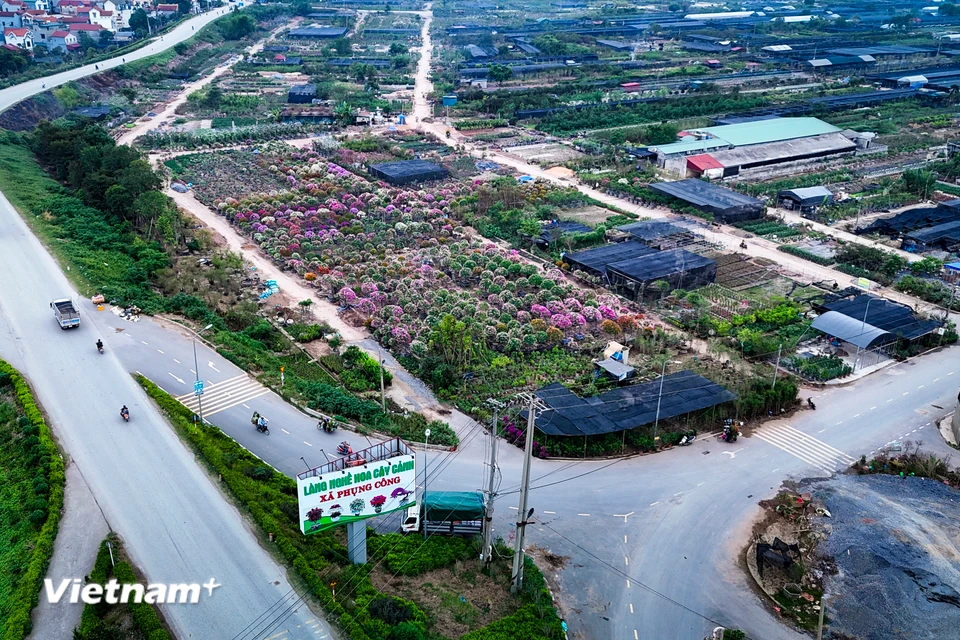 Sau cơn bão số 3 (siêu bão Yagi), theo thống kê của chính quyền địa phương, hơn 100 ha trồng hoa, cây cảnh của xã Phụng Công (Văn Giang, Hưng Yên) bị ảnh hưởng. Ước tính thiệt hại hơn 500 tỷ đồng. (Ảnh: Hoài Nam/Vietnam+)