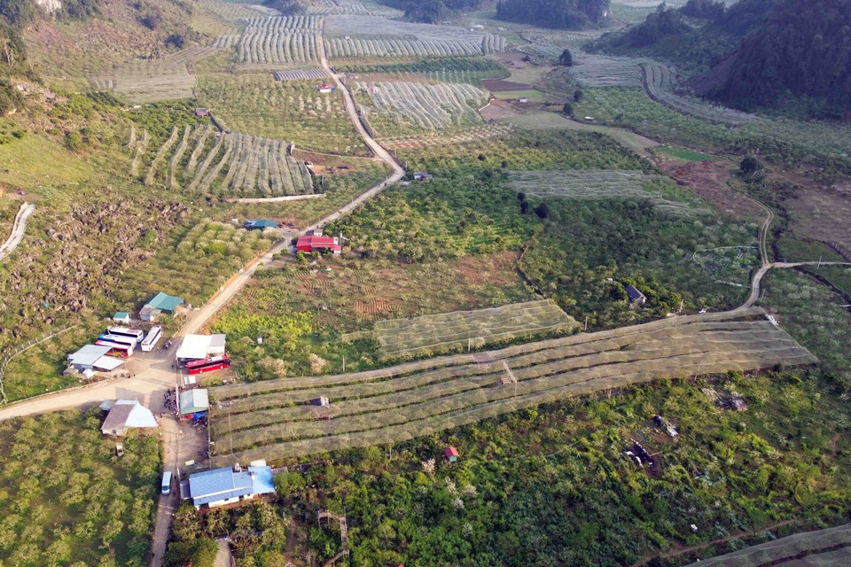  Trên địa bàn huyện Mộc Châu, hoa mận nở đẹp ở nhiều khu vực như thung lũng Nà Ka, Mu Náu, bản Pa Phách và các tiểu khu 84, 86, Cờ Đỏ, khu vực rừng thông bản Áng... (Ảnh: Quang Quyết/TTXVN)