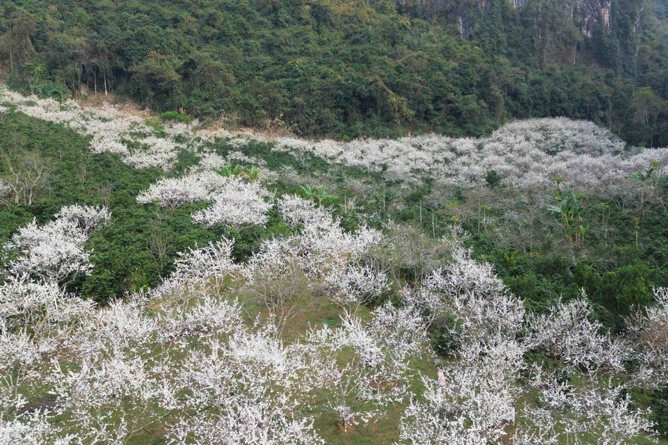 Tại thành phố Sơn La, khắp các triền đồi phủ kín sắc trắng của hoa mận, thu hút đông đảo du khách trong và ngoài tỉnh, nhân dân đến tham quan, trải nghiệm. (Ảnh: Quang Quyết/TTXVN)