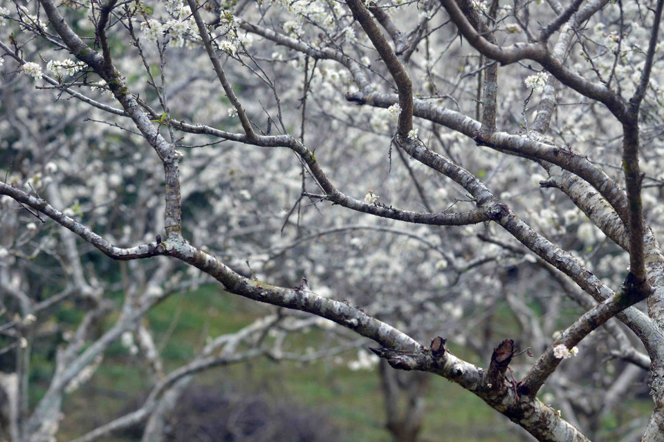Các em nhỏ vô cùng thích thú khi được ngắm và chụp ảnh tại vườn mận mỗi dịp hoa nở rộ. (Ảnh: Quang Quyết/TTXVN)