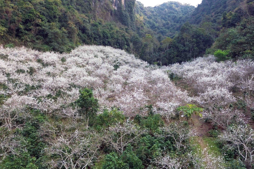 Tùy vào thời tiết, khí hậu, hoa mận bung nở từ tháng 1 đến tháng 2 hàng năm, nở rộ trong khoảng 7-10 ngày. (Ảnh: Quang Quyết/TTXVN)