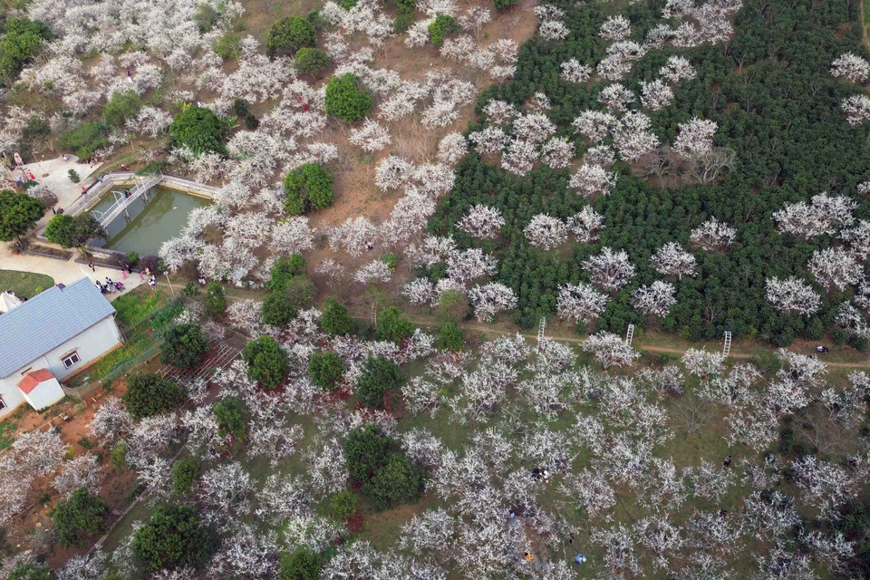 Gia đình bà Quàng Thị Anh ở bản Hôm, xã Chiềng Cọ, thành phố Sơn La có hơn 10ha mận, trồng tập trung và trồng xen vườn cây càphê, cách trung tâm thành phố khoảng 4km, cạnh Quốc lộ 6 nên rất thuận tiện cho việc mở cửa đón du khách. (Ảnh: Quang Quyết/TTXVN)