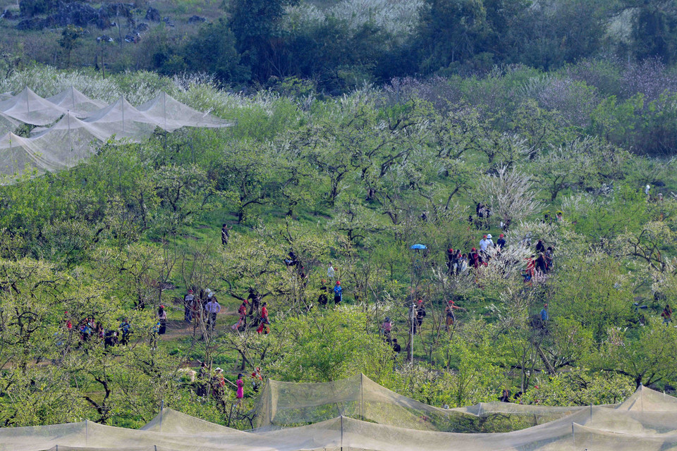  Trên địa bàn huyện Mộc Châu, hoa mận nở đẹp ở nhiều khu vực như thung lũng Nà Ka, Mu Náu, bản Pa Phách và các tiểu khu 84, 86, Cờ Đỏ, khu vực rừng thông bản Áng... (Ảnh: Quang Quyết/TTXVN)