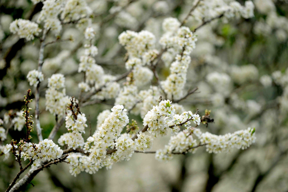Tùy vào thời tiết, khí hậu, hoa mận bung nở vào từ tháng 1 đến tháng 2 hàng năm, nở rộ trong khoảng 7-10 ngày. (Ảnh: Quang Quyết/TTXVN)