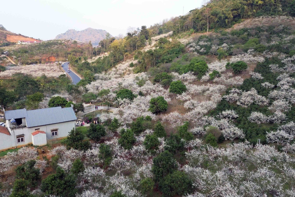 Gia đình bà Quàng Thị Anh ở bản Hôm, xã Chiềng Cọ, thành phố Sơn La có hơn 10ha mận, trồng tập trung và trồng xen vườn cây càphê, cách trung tâm thành phố khoảng 4km, cạnh Quốc lộ 6 nên rất thuận tiện cho việc mở cửa đón du khách. (Ảnh: Quang Quyết/TTXVN)