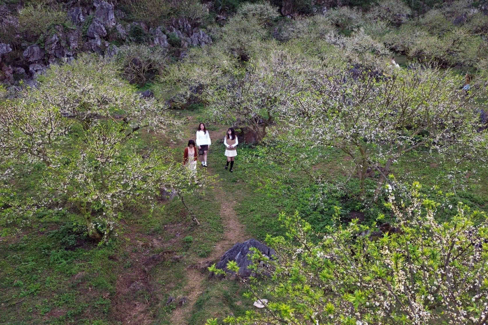 Khách đến tham quan, trải nghiệm tại vườn mận của gia đình anh Giàng A Sáng tại thung lũng Nà Ka, huyện Mộc Châu. (Ảnh: Quang Quyết/TTXVN)