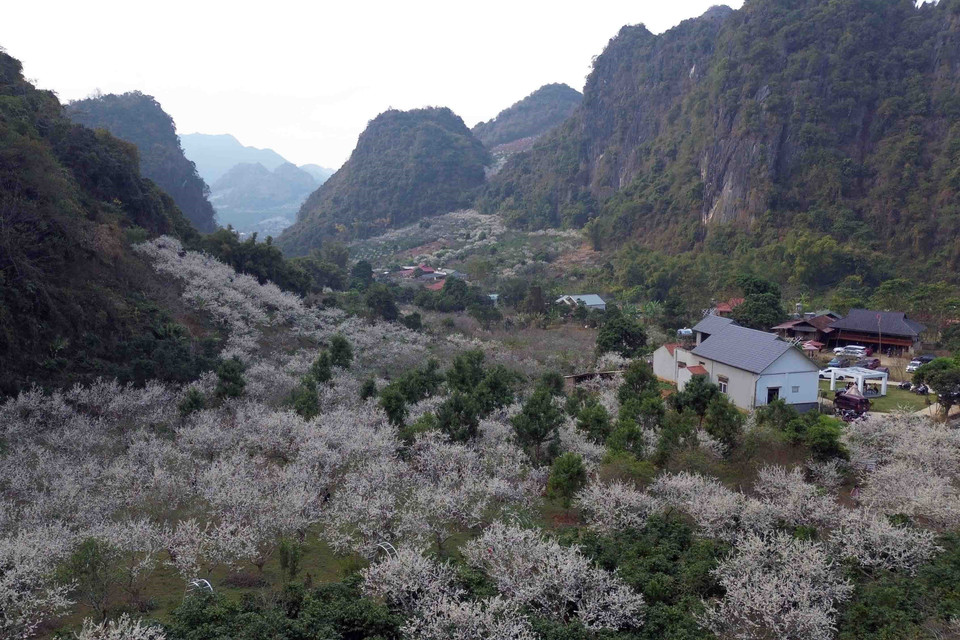  Vườn hoa mận nở trắng của gia đình bà Quàng Thị Anh, ở bản Hôm, xã Chiềng Cọ, thành phố Sơn La. (Ảnh: Quang Quyết/TTXVN)