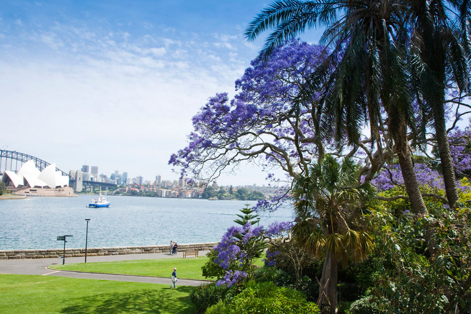 Hoa jacaranda tại Vườn thực vật Hoàng gia Sydney. (Nguồn: Destination NSW)