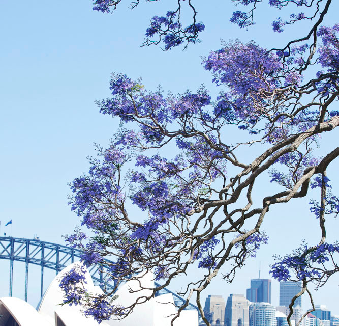 Hoa jacaranda tại Vườn thực vật Hoàng gia Sydney. (Nguồn: Destination NSW)