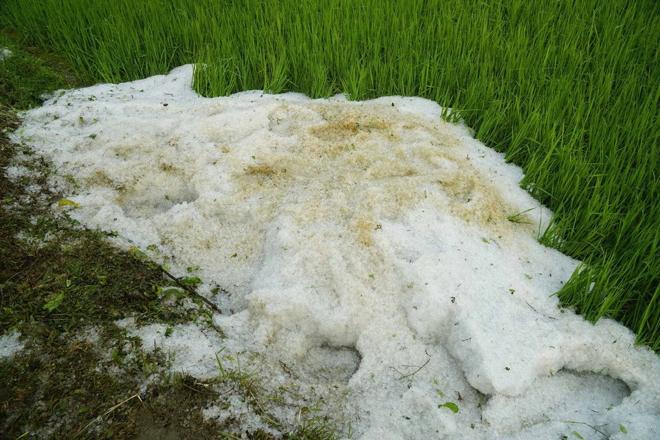 Mưa đá phủ trắng bờ ruộng ở xã Hua Thanh, huyện Điện Biên. (Ảnh: Xuân Tư/TTXVN)