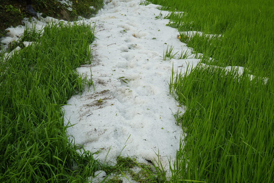 Mưa đá làm hư hại một số diện tích lúa và hoa màu. (Ảnh: Xuân Tư/TTXVN)