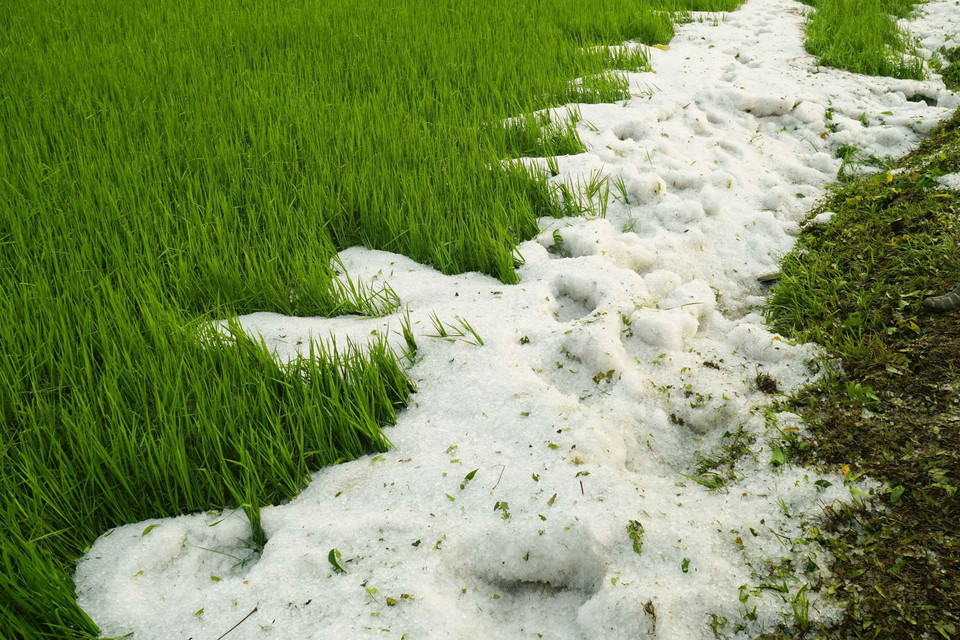 Mưa đá phủ trắng bờ ruộng ở xã Hua Thanh, huyện Điện Biên. (Ảnh: Xuân Tư/TTXVN)