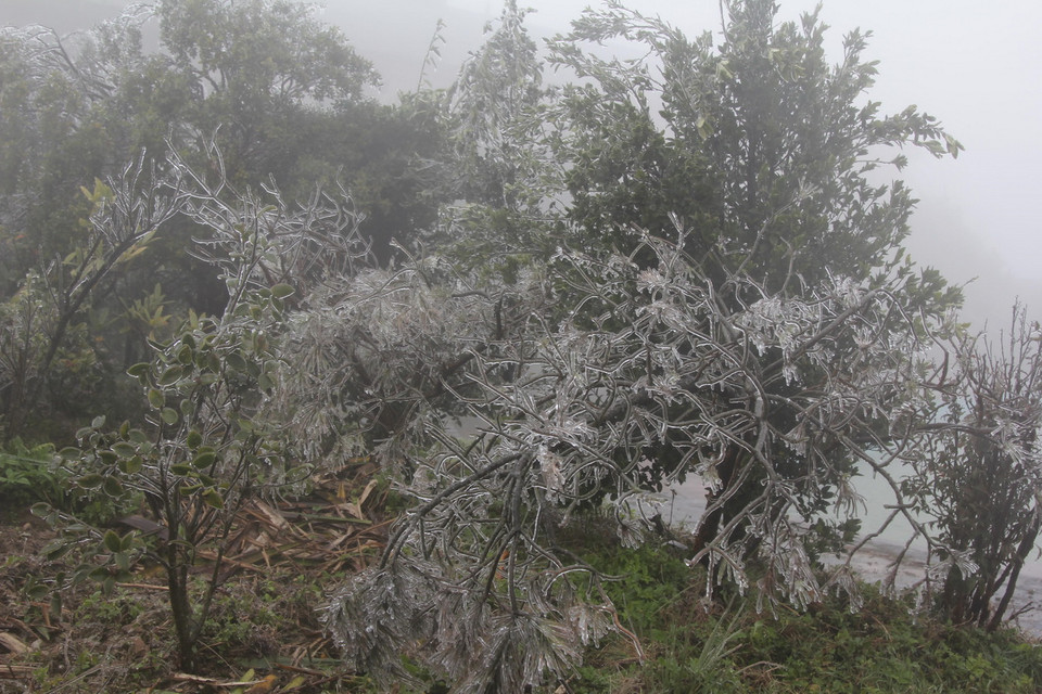 Băng giá bám vào cành cây, ngọn cỏ tại Mẫu Sơn. (Ảnh: Quang Duy/TTXVN)