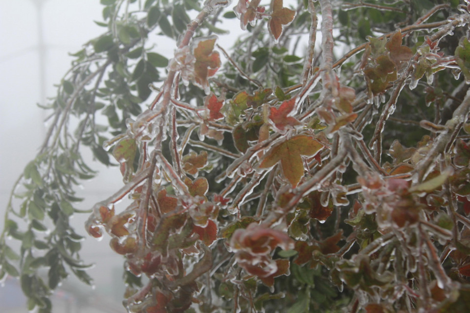 Băng giá bám vào cành cây, ngọn cỏ tại Mẫu Sơn. (Ảnh: Quang Duy/TTXVN)