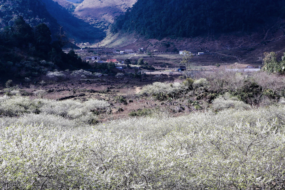 Để có thể ngắm hoa mận nở đẹp nhất, du khách có thể ghé thăm Phiêng Cành, Vân Hồ, Lóng Luông, tiểu khu Ba Khe, Thông Cuông, Pa Phách, Tân Lập, bản Áng… (Ảnh: Vietnam+)