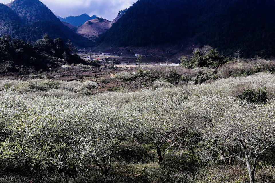 Đến với Mộc Châu những ngày này, du khách sẽ phải kinh ngạc trước vẻ đẹp thơ mộng của những bông hoa mận bung nở trắng xóa một vùng trời. (Ảnh: Vietnam+)