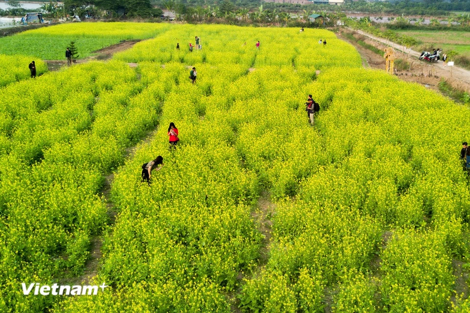 Thời điểm đầu đông, giới trẻ Hà Nội thi nhau tìm đến những vườn hoa cải ở khu vực ngoại thành khi nơi đây đã nở hoa vàng tươi, tạo nên những thảo nguyên hoa rực rỡ. (Ảnh: Thế Đại/Vietnam+)