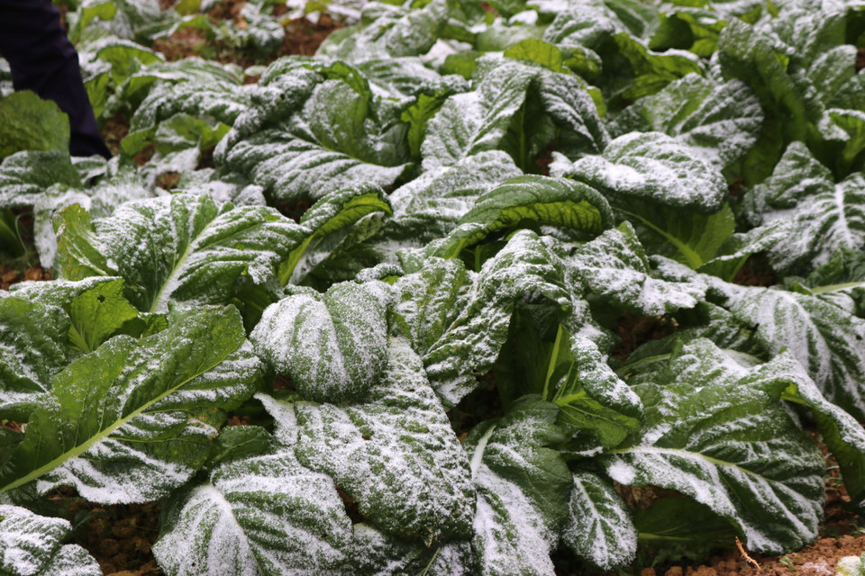 Băng tuyết phủ kín nhiều nơi trên Cao nguyên đá Đồng Văn (Hà Giang). (Ảnh: Minh Đức/TTXVN phát)