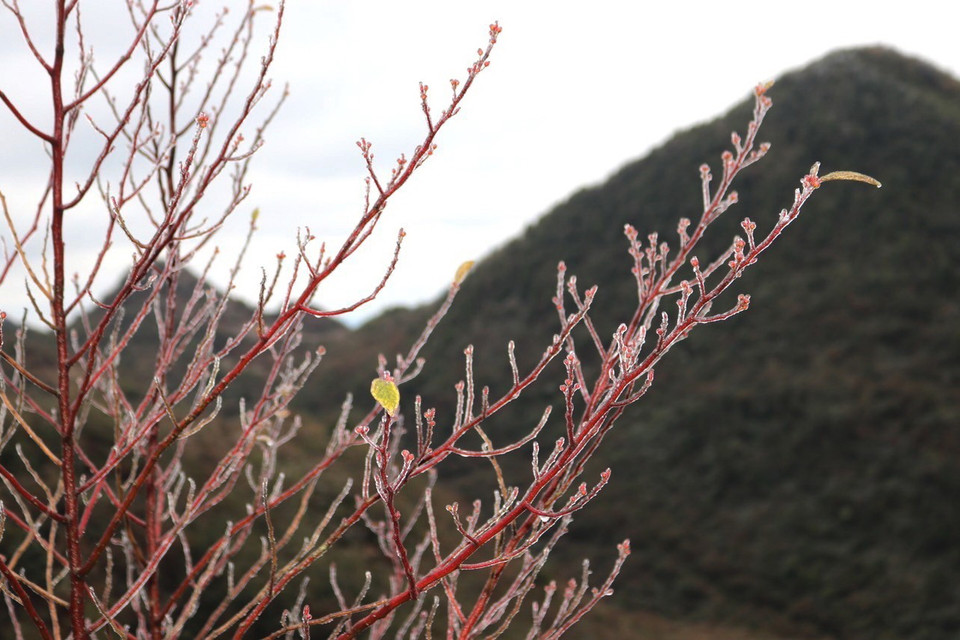 Tình trạng đóng băng, băng tuyết phủ kín cây cối tạo ra một vùng rộng lớn trắng xóa. (Ảnh: Minh Đức/TTXVN phát)