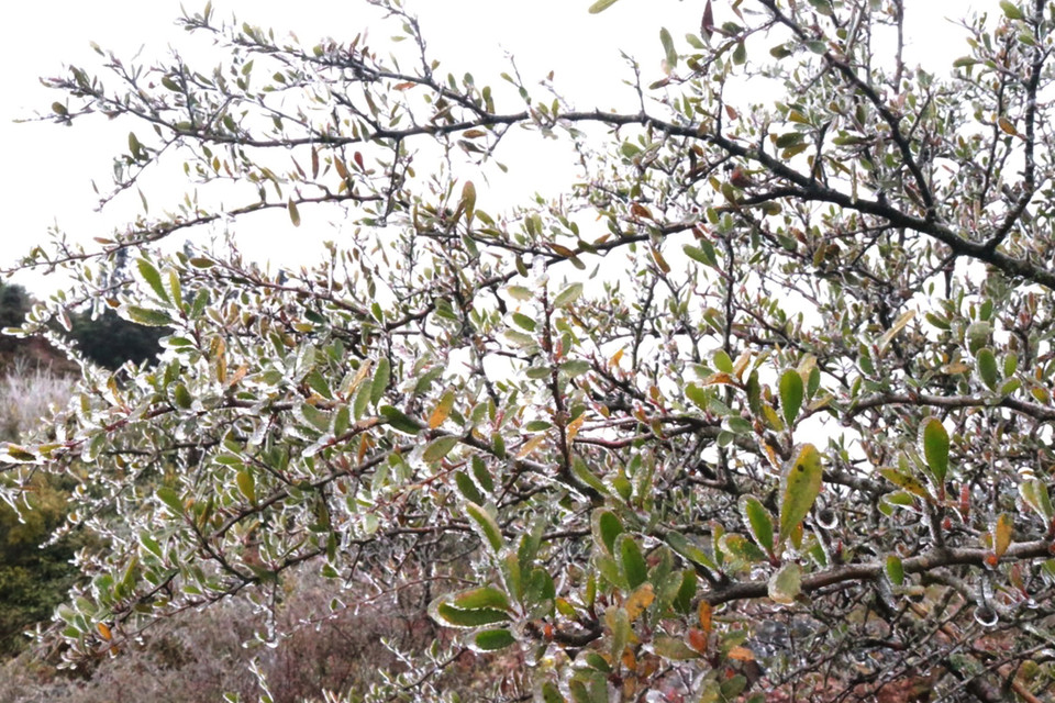 Băng tuyết phủ kín nhiều nơi trên Cao nguyên đá Đồng Văn (Hà Giang). (Ảnh: Minh Đức/TTXVN phát)