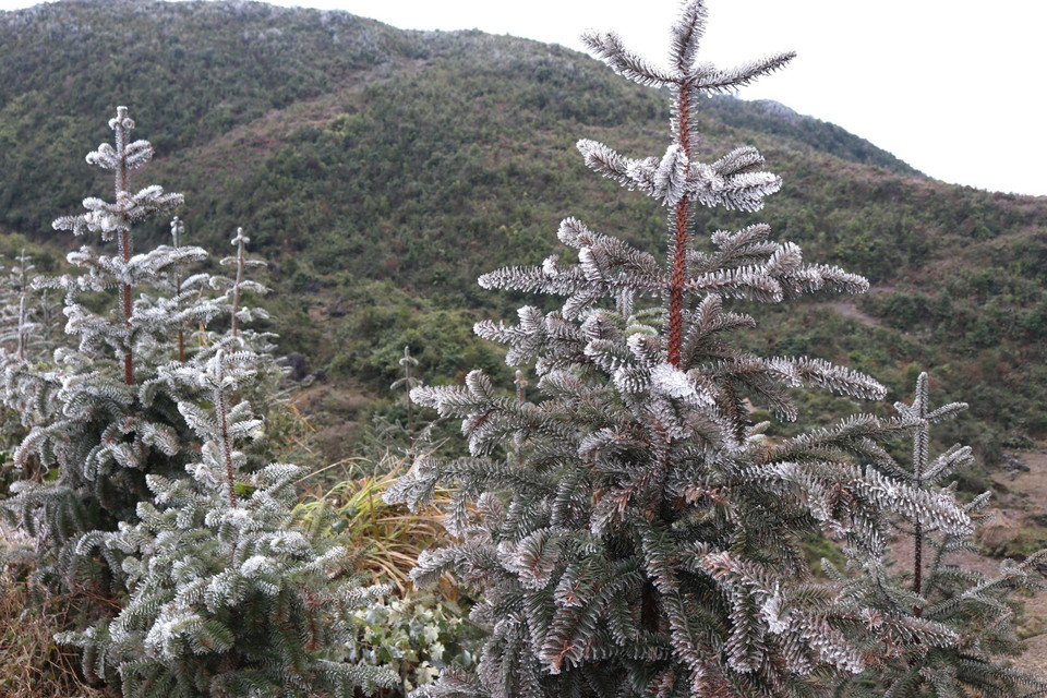 (Ảnh: Minh Đức/TTXVN phát)