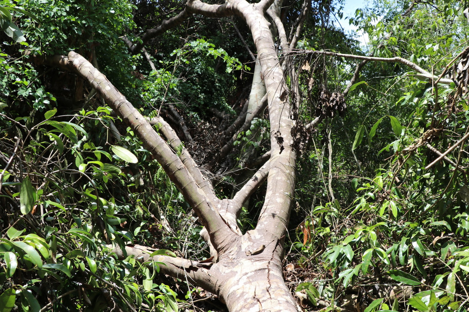 Cây rừng có đường kính lớn có chiều dài 15m mới bị cưa hạ. (Ảnh: Phạm Cường/TTXVN)