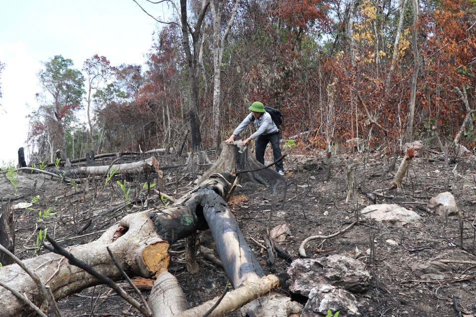 Vạt rừng 2.000m cách cổng di tích Hội trường Mùa Xuân 300m vừa bị phá trắng nằm ngổn ngang. (Ảnh: Phạm Cường/TTXVN)