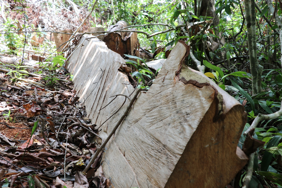 Bìa một cây gỗ lớn mới bị khai thác bị xẻ gỗ. (Ảnh: Phạm Cường/TTXVN)