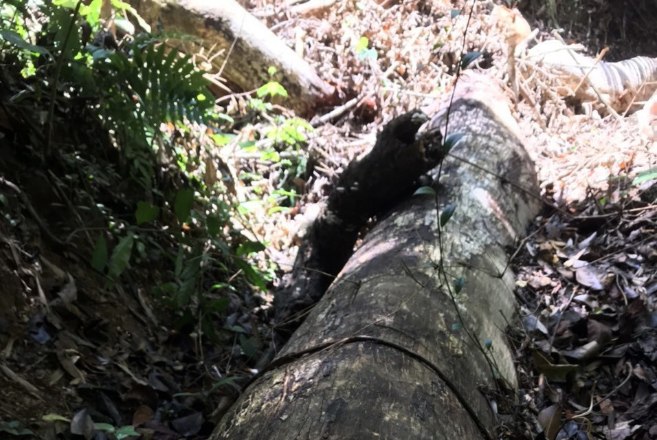 Tại tiểu khu 173 thuộc di tích lịch sử Quốc gia Hội trường Mùa Xuân, xã Sơn Long, huyện Sơn Hòa có 20 cây rừng bị đốn hạ khai thác lâm sản. (Ảnh: Phạm Cường/TTXVN)