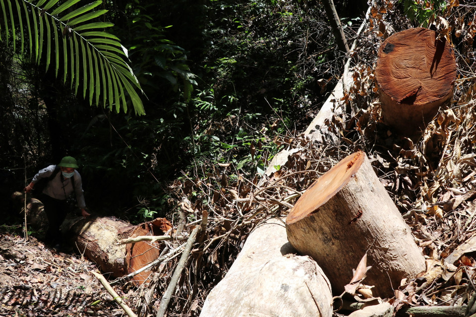 (Ảnh: Phạm Cường/TTXVN)