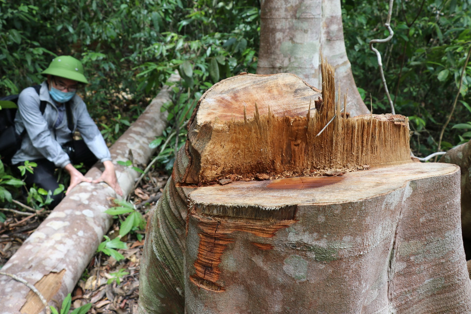 Lâm tặc cưa hạ những cây to trong loãi rừng để khai thác lâm sản. (Ảnh: Phạm Cường/TTXVN)