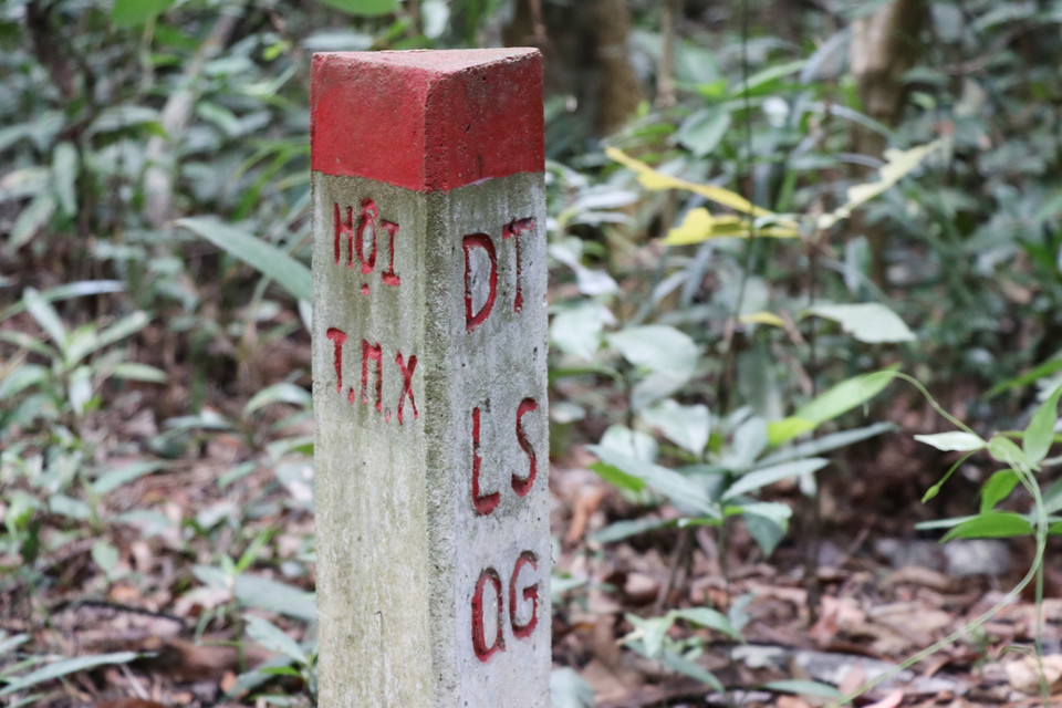 Có 20 cây gỗ lớn bị phá cách mốc rừng di tích lịch sử Quốc gia Hội trường Mùa Xuân khoảng 700m bi cưa hạ. (Ảnh: Phạm Cường/TTXVN)