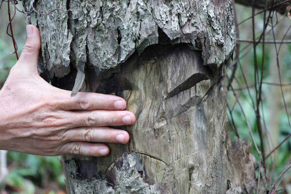Cây rừng bị khoanh vỏ để cây tự chết qua mặt cơ quan chức năng. (Ảnh: Phạm Cường/TTXVN)