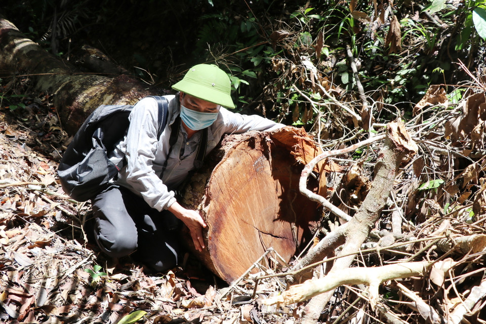 Cây rừng có đường kính lớn mới bị cưa hạ. (Ảnh: Phạm Cường/TTXVN)