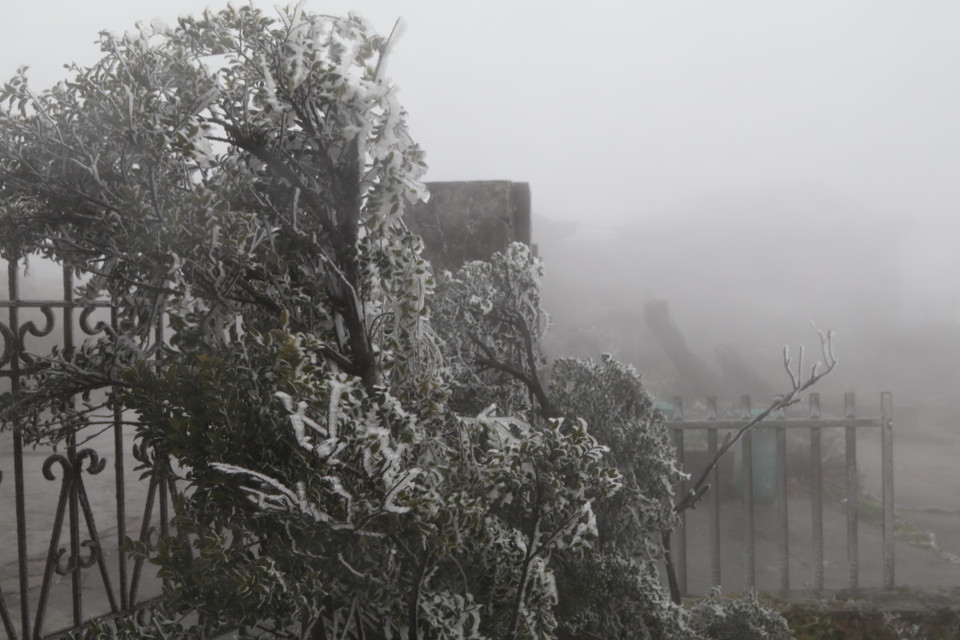 Cành cây phủ đầy băng tuyết. (Ảnh: Quang Duy/TTXVN)