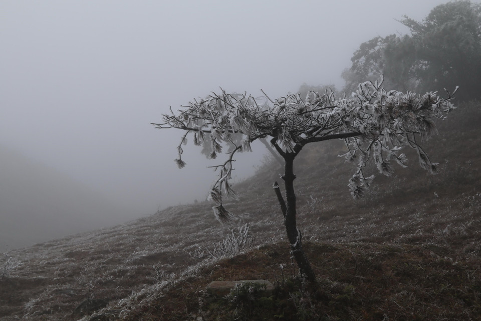 Cây cối trên đỉnh Mẫu Sơn phủ đầy băng tuyết. (Ảnh: Quang Duy/TTXVN)