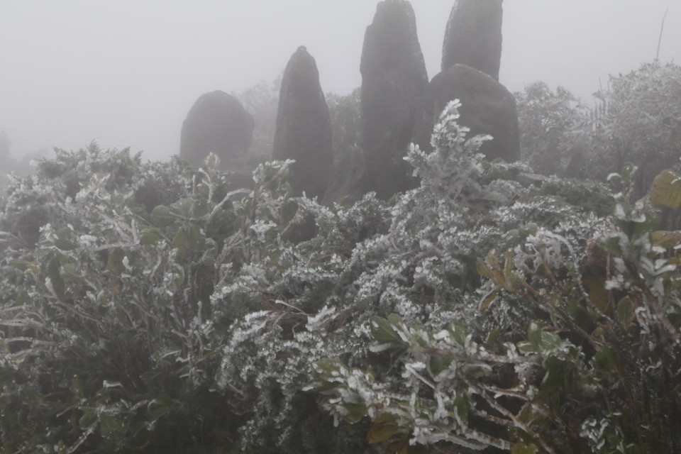Cành cây phủ đầy băng tuyết. (Ảnh: Quang Duy/TTXVN)
