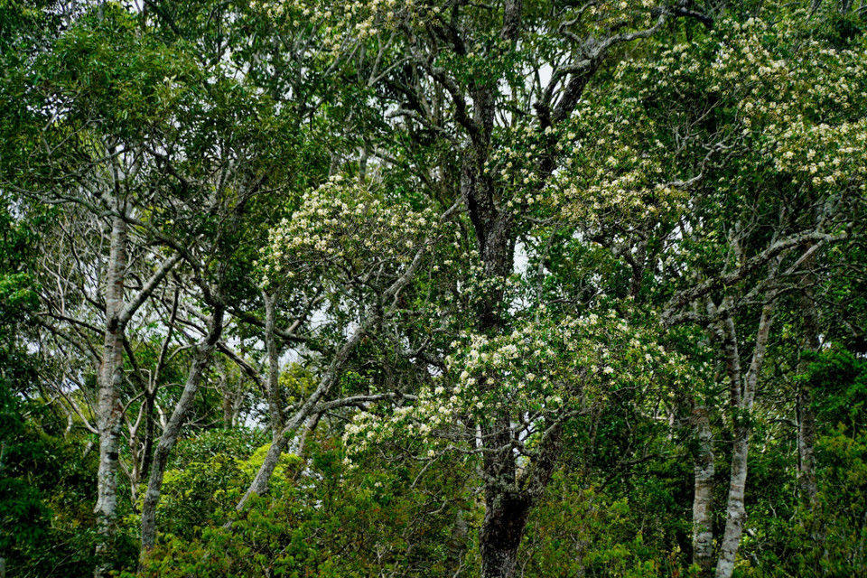 Rừng trà cổ thụ trong Khu bảo tồn thiên nhiên Nam Nung, nằm trải dài 7 xã thuộc 3 huyện của tỉnh Đắk Nông là Đắk G’long, Đắk Song, và Krông Nô. (Ảnh: TTXVN phát)